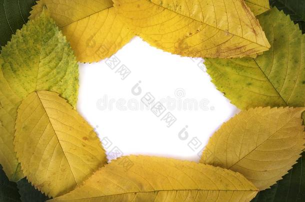 照片秋叶子框架白色的背景复制品空间