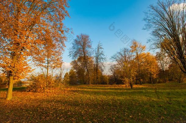 秋风景美丽的金色的秋风景采用指已提到的人公园.