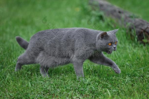 <strong>灰色纯</strong>血统的猫步态向绿色的草