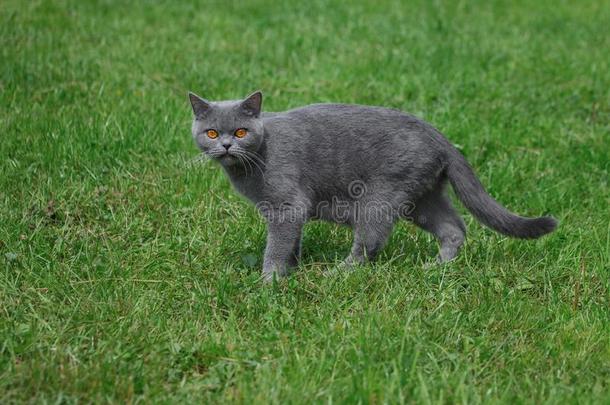 <strong>灰色纯</strong>血统的猫步态向绿色的草