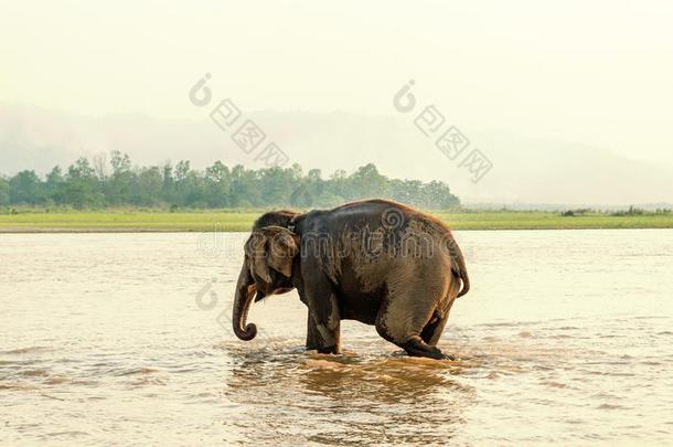 象等游泳采用奇<strong>旺</strong>国家的公园,尼泊尔