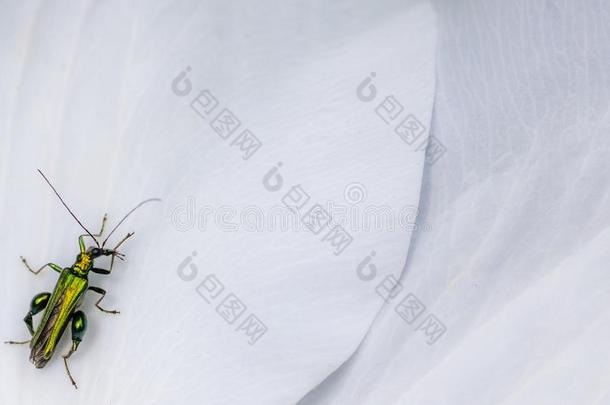 花甲壳虫向花瓣