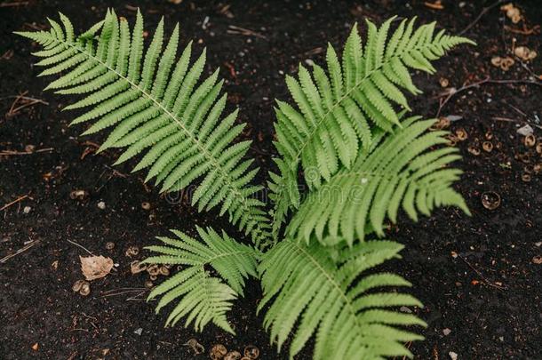 羊齿植物灌木种植向<strong>黑</strong>的地面