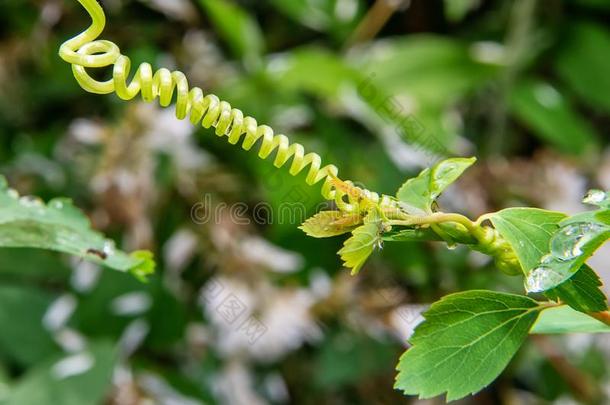 拍摄关于一攀登的pl一nt.蔓生植物喜欢春季.有卷发的细枝