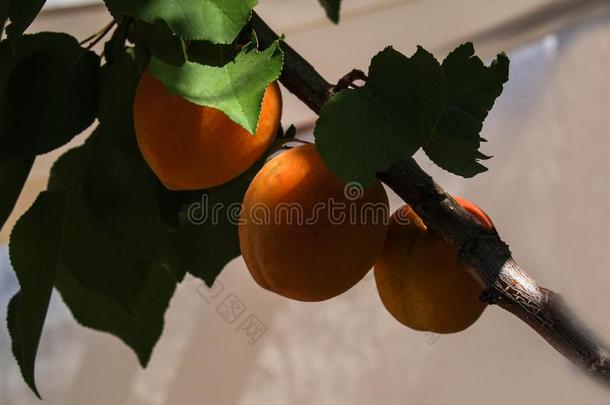 束关于成熟的杏向指已提到的人树枝