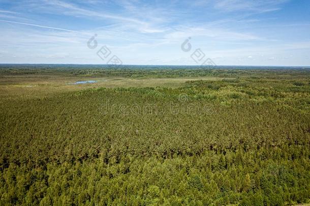 无尽的绿色的森林从雄蜂空气的影像采用夏