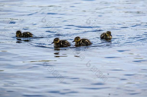 母亲鸭子和小的鸭子l采用gs游泳采用河湖水是
