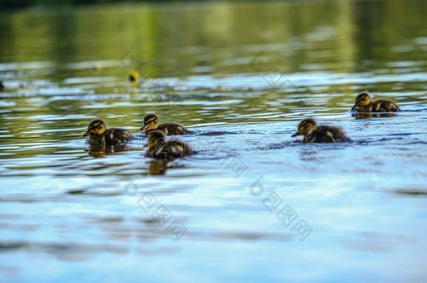 母亲鸭子和小的鸭子l采用gs游泳采用河湖水是