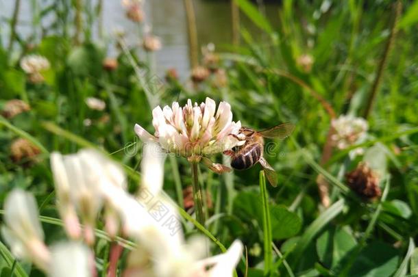 蜜蜂采摘花粉