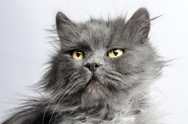 肖像关于多粗毛的灰色成熟的松软的猫向一光b一ckground