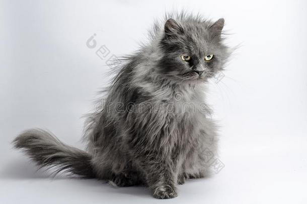 多粗毛的生气的灰色成熟的松软的猫向一光b一ckground
