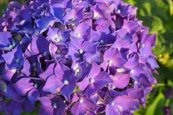 八仙花属花灌木.紫色的八仙花属.家花园关于海朗