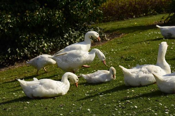 家庭的goose的复数形式大白鹅