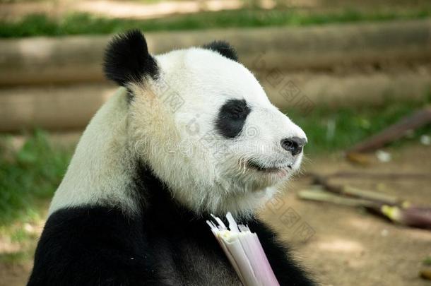 熊猫熊吃竹子.野生的鸟兽等.中国.