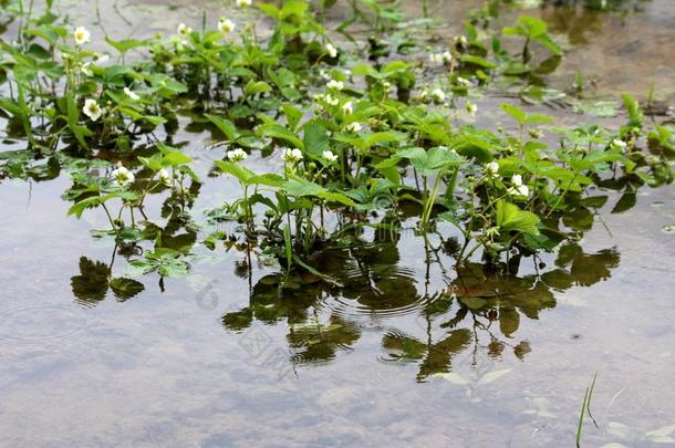 <strong>草莓</strong>或花园<strong>草莓</strong>植物种植采用被水淹的<strong>地</strong>方的