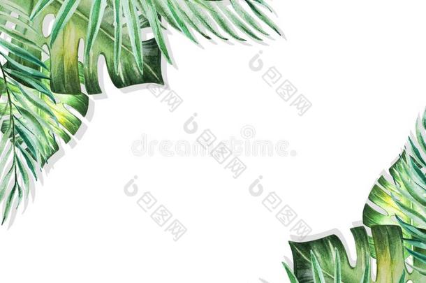 美丽的热带的树叶边框架向白色的背景幕布.M向ste