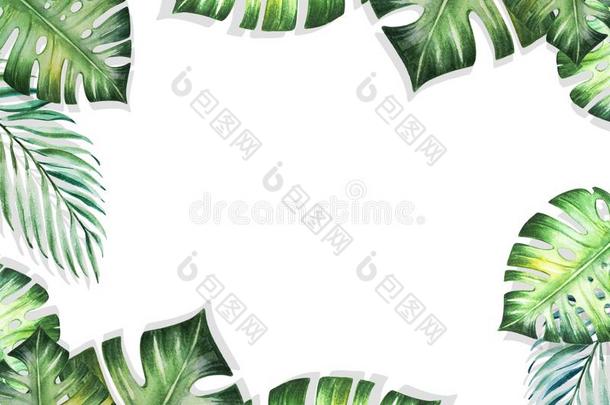 美丽的热带的树叶边框架向白色的背景幕布.M向ste