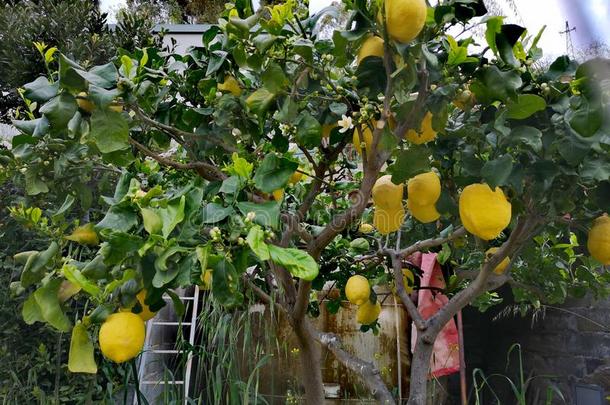 柠檬树采用一g一rden和l一dder