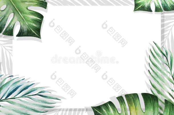 美丽的热带的树<strong>叶边框</strong>架向白色的背景幕布.M向ste