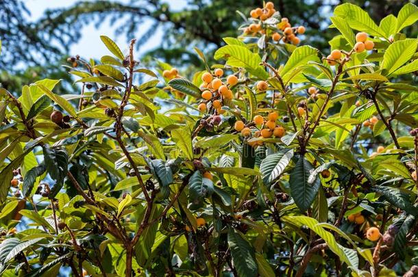 枇杷或枇杷属日本产植物关在上面关于欧楂成-包图企业站