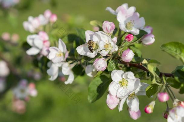 <strong>蜂蜜</strong>蜜蜂给传授花粉<strong>苹果</strong>花.指已提到的人<strong>苹果</strong>树花.ScottPolarResearcInstitute斯科特极地研究所