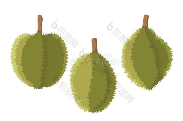 榴莲果成果颜色绿色的和生的榴莲果成熟的榴莲果