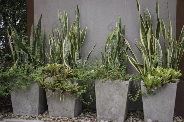 绿色的盆栽的植物装饰户外的花园