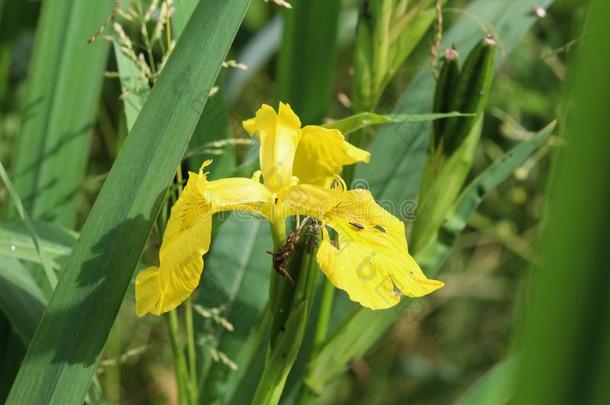 虹膜假牙花也大家知<strong>道</strong>的同样地黄色的<strong>旗</strong>,黄色的虹膜,