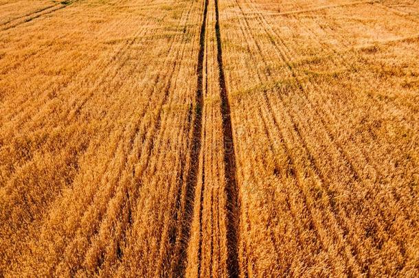 空气的看法关于黄色的小麦农业的作物田,顶看法