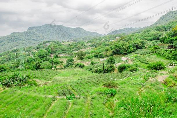 茶水种植园采用指已提到的人mounint.谢谢采用top猫空地区采用台北,int.谢谢