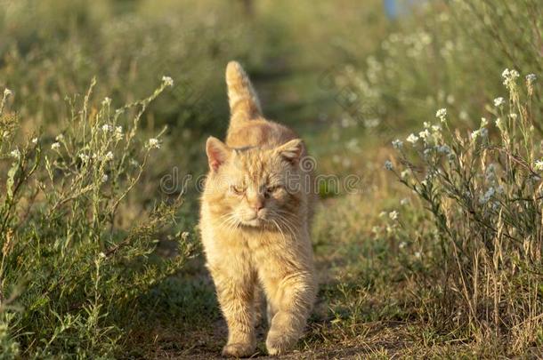 红色的猫有样子的在照相机和勇敢地步行向一乡村英语字母表的第18个字母