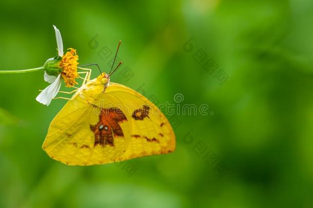 柠檬移民蝴蝶使用中它的夸张的向收集指已提到的人necessary必需品