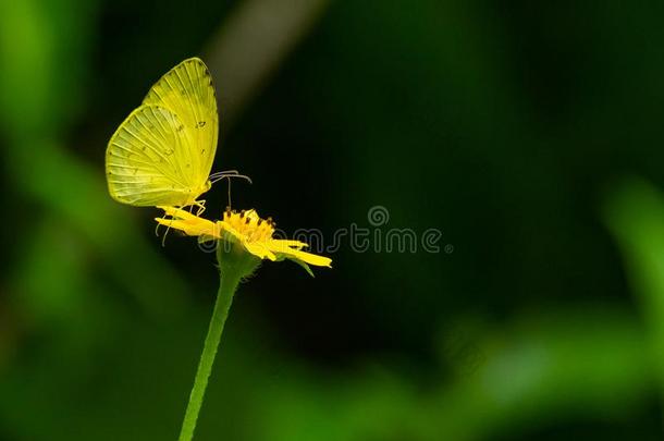 普通的草黄色的蝴蝶使用中它的<strong>夸张</strong>的向收集Thailand泰国