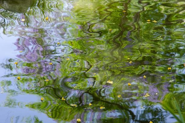 池塘绿色的水紫薇科兰花楹属植物关在上面