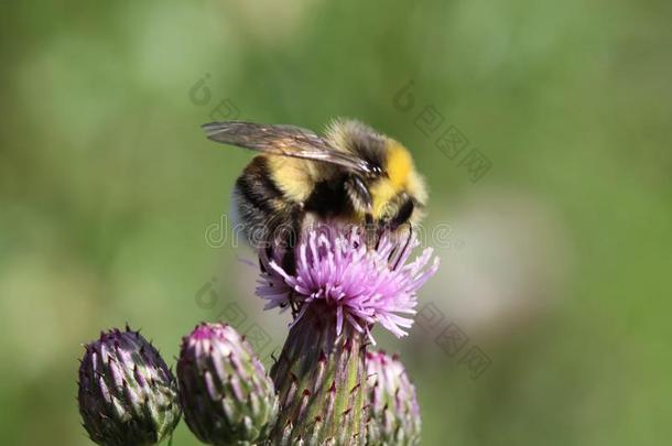 荒地谦逊的-蜜蜂或小的荒地bumble蜜蜂,熊蜂埃卢斯。