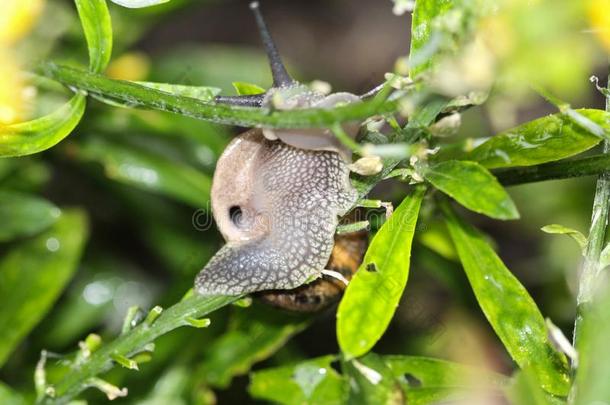 指已提到的人小树林蜗牛或棕色的有嘴的蜗牛(蜗牛属nem或alis)采用garden花园