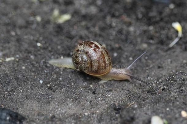 指已提到的人小树林蜗牛或棕色的有嘴的蜗牛(蜗牛属nem或alis)采用garden花园