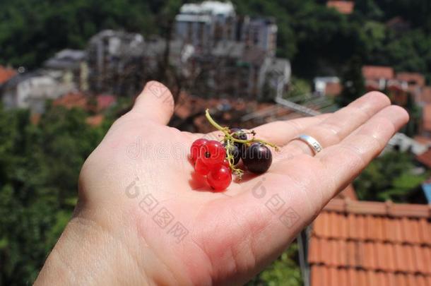 虎耳草科酷栗属的植物<strong>红</strong>核通常地<strong>红</strong>色的小葡萄干和虎耳草科酷栗属的植物黑鬼通常地beta-lactamase内酰胺酶