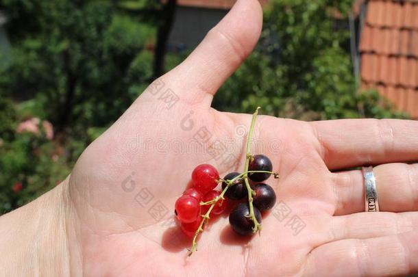 虎耳草科酷栗属的植物红核通常地红色的小葡萄干和虎耳草科酷栗属的植物黑鬼通常地beta-lactamase内酰胺酶