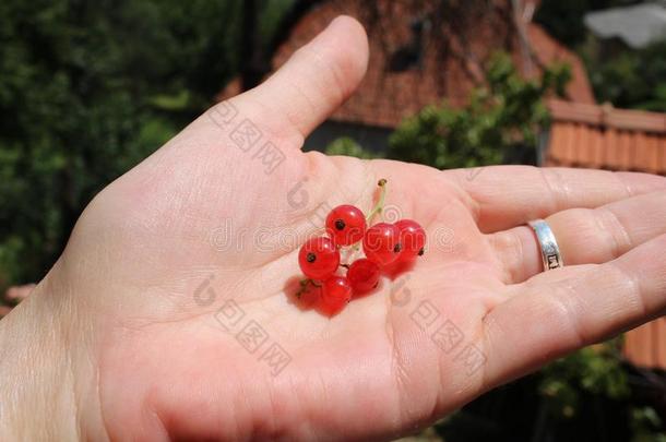 虎耳草科酷栗属的植物<strong>红</strong>核通常地<strong>红</strong>色的小葡萄干或red小葡萄干采用指已提到的人手背