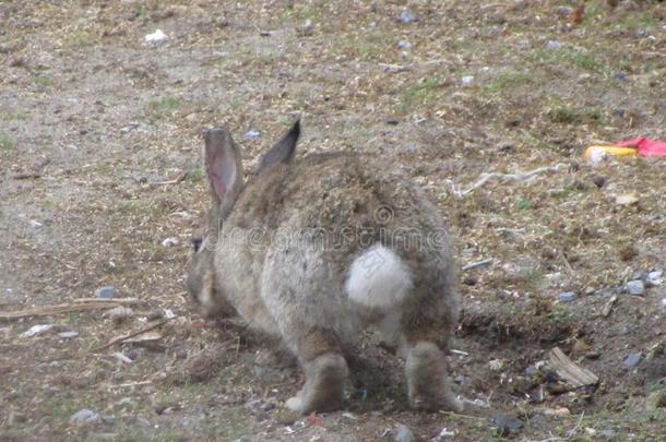 明亮的有魅力的值得崇拜的棕色的兔子兔子卖力的饲养看法