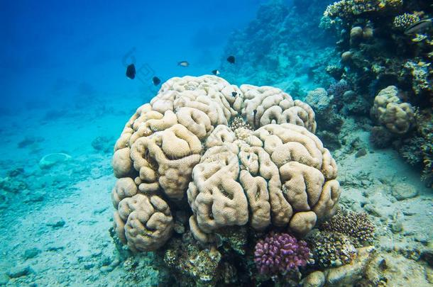 脑珊瑚.颜色鲜艳的海的生活采用红色的海,埃及,宰海卜.