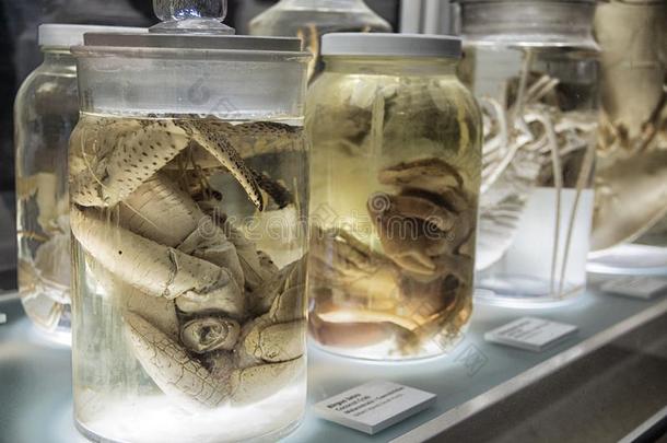 充满的海生物采用装饰瓶在指已提到的人美国哈佛大学博物馆关于N在ural
