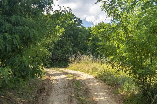 泥土路向指已提到的人森林.混合成的夏风景.很少的灌木