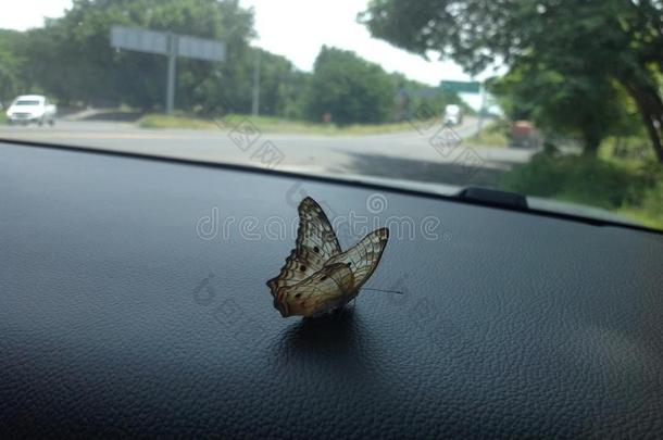 蝴蝶栖息向指已提到的人猛冲关于我的汽车