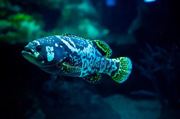 鱼水族馆.危险的鱼游泳采用水族馆采用大型海洋水族馆.