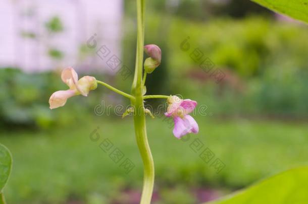 粉红色的豆菜<strong>豆花</strong>采用指已提到的人蔬菜花园