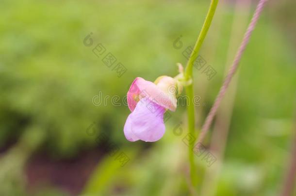 粉红色的豆菜<strong>豆花</strong>采用指已提到的人蔬菜花园