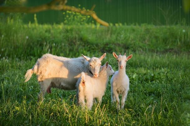 兽群关于农场山羊.白色的山羊和小孩