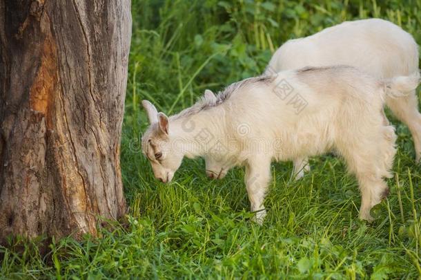 漂亮的山羊放牧向草.小的小孩山羊s.白色的山羊s采用一英语字母表的第6个字母